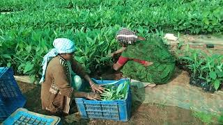 tissue culture . ಬಾಳೆ ಗಿಡಗಳು ದೊರೆಯುತ್ತವೆ ಎಲಕ್ಕಿ .G9. ನೇಂದ್ರ .ರೆಡ್ ಬಾಳೆ . ಜವಾರಿ. 8147048436..