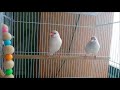 喧嘩になった文鳥のごまとちゅぴ