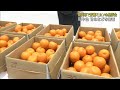 静岡県内産の貯蔵ミカンの品評会　「青島温州ミカン」「寿太郎ミカン」など200点　静岡市