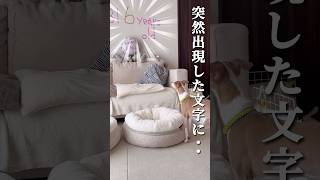 イタリアングレーハウンドとらきちに関する雑学【イタグレ】【シニア犬】#shorts #dog