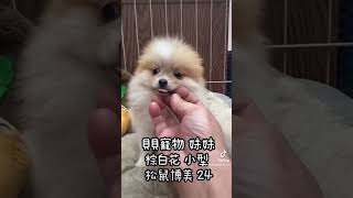 貝貝寵物專業犬舍-棕白花 小型 松鼠博美 24號