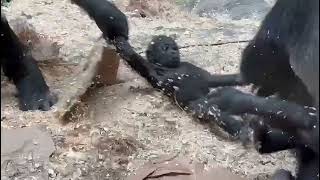 Western Lowland Gorillas Wrestling