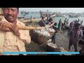 how bangladeshi fishermen sale sea fish not a fisher