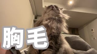 胸毛を見せつけてくる甘えん坊な猫（カワウソかも） ノルウェージャンフォレストキャット