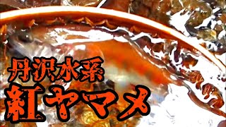 【丹沢水系】丹沢の紅ヤマメ