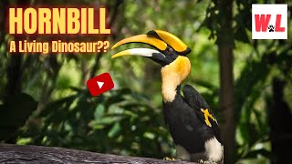 The Hornbill: 10 Jaw-Dropping Secrets Make You Amazed