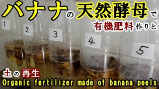 🍌【バナナの天然酵母を利用した発酵液体肥料作りと土の再生】Making organic fertilizer and regenerating soil with fermented bananas.