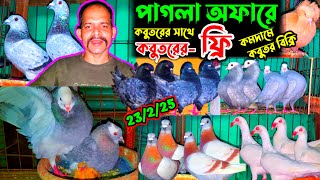 আজ ফ্রি কবুতর বুঝে নিন পছন্দের কবুতর কিনে | সবচেয়ে কমদামে কবুতর কিনুন খামার থেকে | top 10 pigeon |