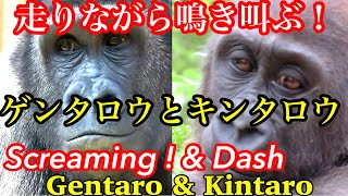 ゲンタロウとキンタロウは泣き叫びながら走る！🌸Gentaro and Kintaro run screaming and crying!🌸【Kyoto Zoo 京都市動物園】UP 2021/11/21