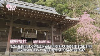 【桜百景2024】熊野神社（四国中央市新宮町）