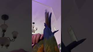 Burton the Jubilee Macaw checking in with fans | #parrot #talkingmacaw #macaws