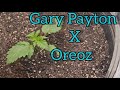 Gary Payton X Oreoz week 2 of veg - The Friendly Grower