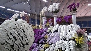 Japan Grand Prix International Orchid Festival 2014 Part１( 世界らん展日本大賞2014)