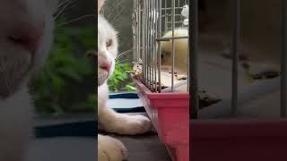 Cats catch chicks.当猫咪看到了小鸡