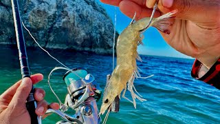 PESCA a FONDO con CAMARÓN VIVO en BARCO HUNDIDO.