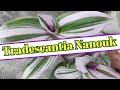 Tradescantia Nanouk Care Tips, Fertilizer and Propagation // Care of Pink Wandering Jew.