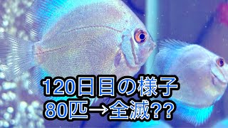 動画No.8 全滅は回避出来たのか⁈  スーパーブルーダイヤモンドディスカスの幼魚 現在の様子 #ディスカス #熱帯魚 #アクアリウム #ブルーダイヤモンドディスカス #繁殖 #産卵 #ディスカス飼育