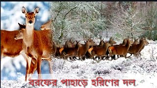 A herd of deer on an iceberg || হিমশৈলের উপর এক পাল হরিণ