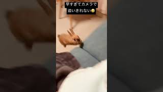 高速移動するうさぎ #shorts #ネザーランドドワーフ #うさぎ