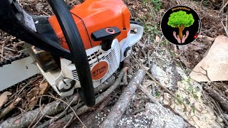 ABBATTIMENTO BOSCHIVO - STIHL 362C- (POV Cuttings)