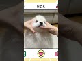 심심해서 찍은 강아지 챌린지 shorts 포메라니안 라떼 pomeranian 강아지일상 강아지