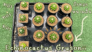 ถังทองหนามสั้น l Echinocactus Grusonii’brevispinus’