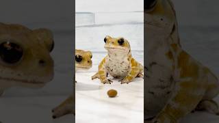 早く食べないから... Cute Toad Video #animals #funny #ヒキガエル