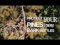 pine bark beetles kingwood tx east end park arbortrue expert arborist 1st video