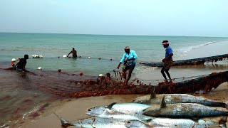 #தனுஷ்கோடி| கரைவலையில் பிடித்த சீலா மீன்கள்| #fishing #video