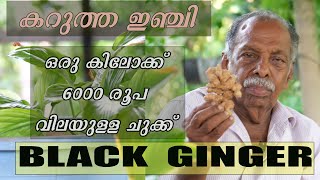 ഒരു കിലോക്ക് 6000 രൂപ വിലയുള്ള ചുക്ക്  Black Ginger #gopukodungallur #jhibras