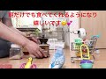 vol.190『挽きたてのペレットだけ食べるインコ』セキセイインコのサクちゃん