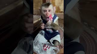 Kiwi monkey plays with dad's medicine thinking it's candy and gets a bitter ending😝😝😝 #monkey