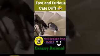 Fast and Furious Cats Drift 😹 part 3 / #shorts #fastandfurious #Tokyodrift #cuteanimals #trending