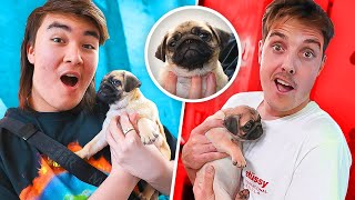 SURPRISING LAZARBEAM OFFICE WITH CUTE PUPPY