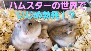 【ハムスターの世界にもイジメが！？可哀想すぎる】