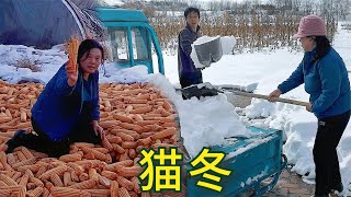 【胖嫂show】清理七八天大雪，胖嫂家的玉米重见天日了，大棚今年不种菜了，猫冬！