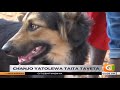 Mbwa na paka wapewa chanjo, Taita Taveta #SemaNaCitizen