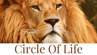 Circle Of Life - Acoustic cover - The Lion King movie 2019 main song