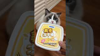 我家猫在我孕期踩了我肚子一脚，赔上了自己的后半生… #布偶猫 #猫和孩子 #猫咪掉毛