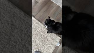 Cute cat doesn’t wanna stop eating