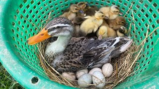 Amazing Pekin 40Yellow and Black Duckling Hatching From Eggs _ Cute Cute Baby Duck Born