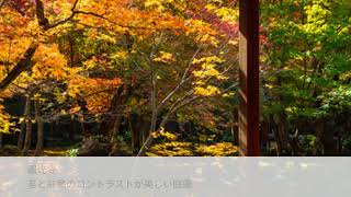 京都の紅葉めぐりにおすすめ「曼殊院門跡コース」をピックアップ