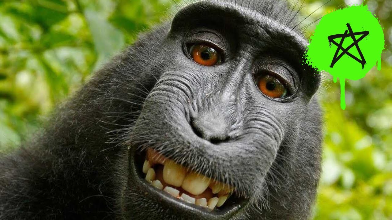 Mmm Monkey Youtube Mmm Monkey Youtube