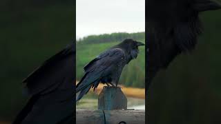 🐦‍⬛ Is the RAVEN your SPIRIT GUIDE? 🐦‍⬛ Magical Crafting #shorts