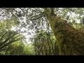 Caring for Mexican forests - focus