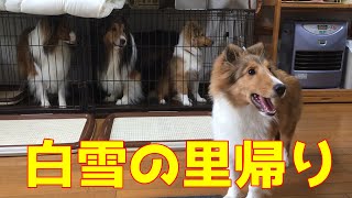 【シェルティ】白雪初めての里帰り🐾【楽しかった!!】