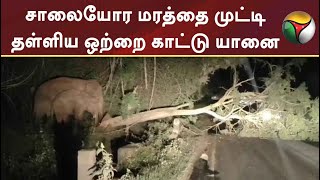 சாலையோர மரத்தை முட்டி தள்ளிய ஒற்றை காட்டு யானை | Erode | PTT