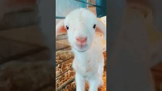 Meme With Goat || बकरी का बच्चा #Shorts #yutubeshort #shortfeed #animals #Best seen