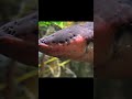 ⚡ Shocking Power of the Electric Eel