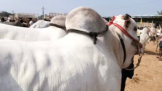 ఒంగోలు జాతి 4 పళ్ళ కోడెల రేట్లు_Big size Ongole bull's Oxe's price Pattikonda market 2025